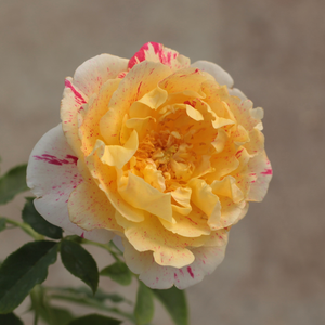 Galben auriu cu dungi roșii - trandafir pentru straturi Grandiflora